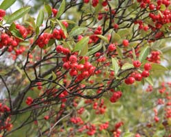 Chokeberry, red 'Brilliant'